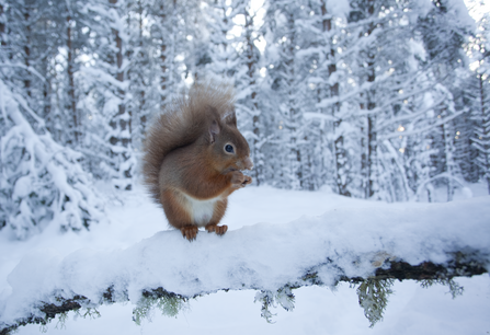 A red squirrel sitting on a snowy branch, with snows trees in the background