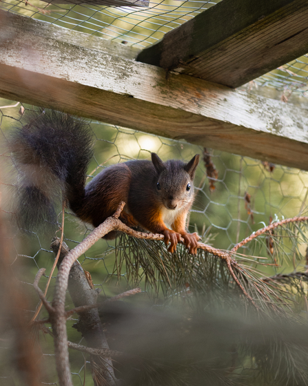 Nutkin by A.J.Critch Wildlife