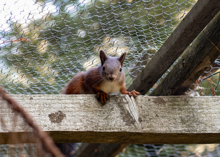 Nutkin the red squirrel at Formby, by A.J.Critch Wildlife