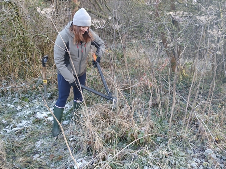 Volunteer using loppers to remove a tree sapling in a woodland