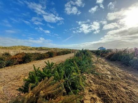 Christmas Tree Planting 2022