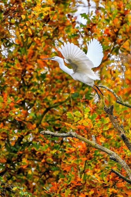 Little Egret 