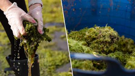 Squeezing water out of sphagnum moss so it can be translocated.