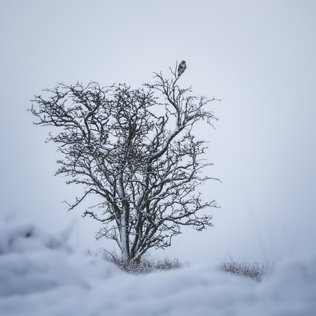 Buzzard in the snow 