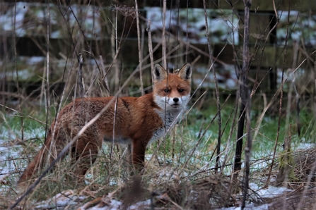 Red Fox 