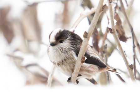 Long Tailed Tit in the snow 