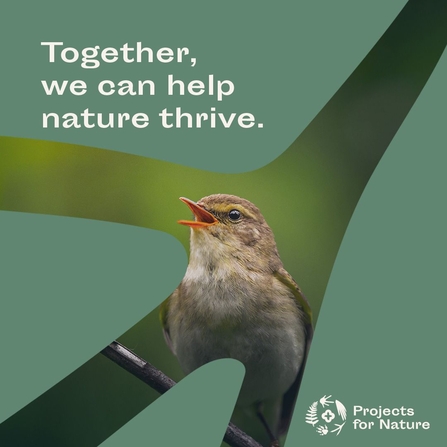 Project for nature logo 