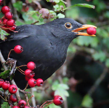 Feeding on the berries of winter, Taken at Brockholes 