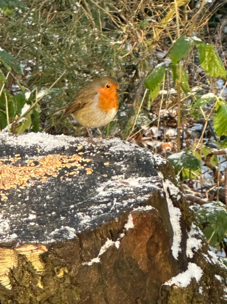 Robin in Winter taken at Mere Sands Wood 