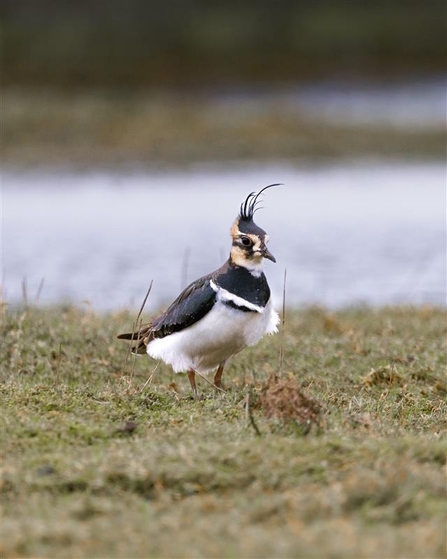 Lapwing at Lunt. Credit A.J Critch Wildlife