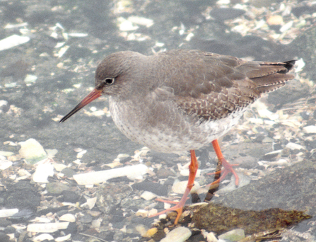 A redshank in the water. Credit Alan Price