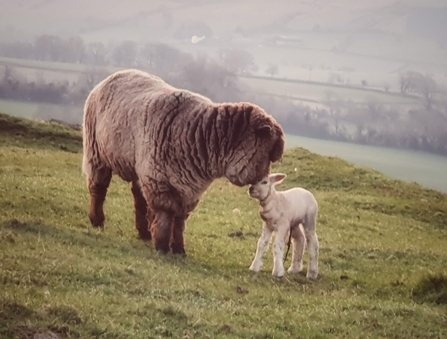 A mothers love