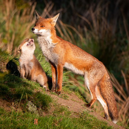 Admiration - Fox and cub