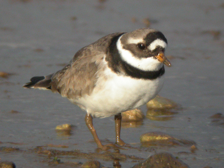 Ringed plover. Credit Dave Appleton