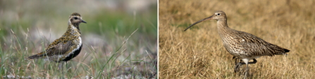 Golden plover and curlew have both benefited from peatland restoration on Darwen Moor.