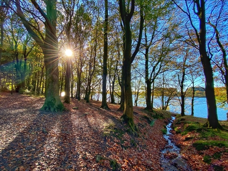 View of woodland with a the sun shining through the trees and Rivington reservoir in the background