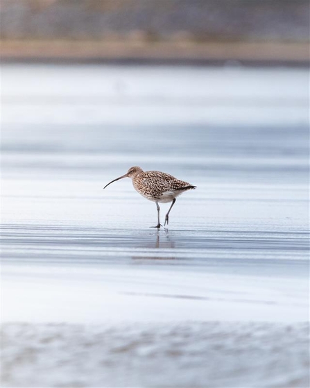 A curlew on the estuary. Credit A.J Critch Wildlife