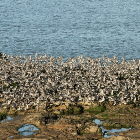 Knots on the rocks, Heysham. by Janet Packham