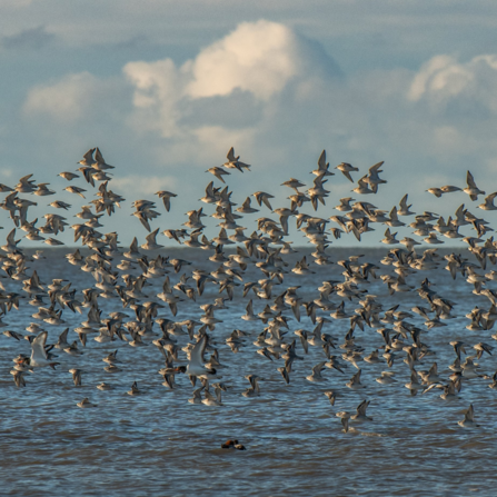 Knots at Heysham by Janet Packham