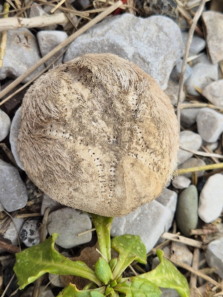 Sea potato at Heysham. Credit Janet Packham