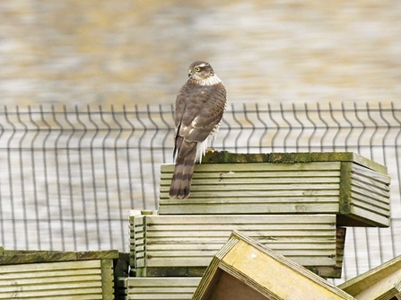 Sparrowhawk on the lookout at Seaforth Nature Reserve. Credit Tom McKibbin