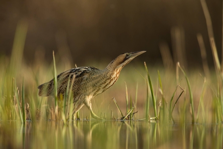 Bittern at Brockholes by Jamie Hall