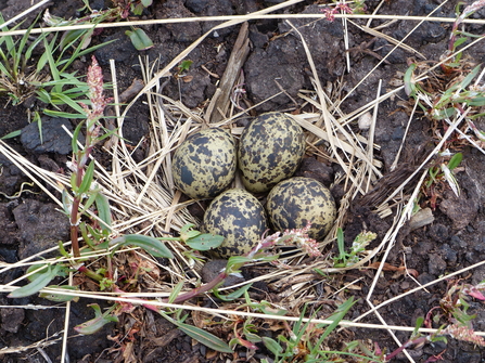 Four speckled lapwing eggs laid onto the ground