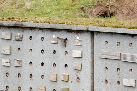 Sand martin hide by Pat Aitchson