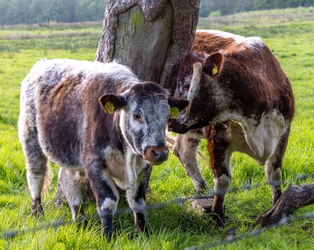 Conservation cattle at Brockholes by Stephen Melling