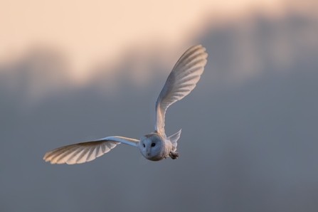 Beautiful barn owl at Brockholes. Credit Craig Smith