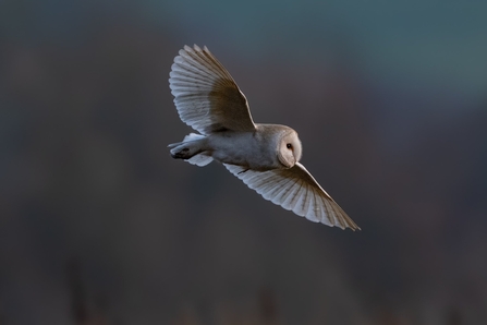 Barn owl at Brockholes. Credit Craig Smith