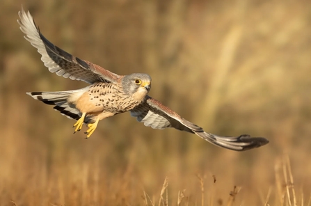 Kevin the kestrel at Brockholes. Credit Joe Bennett