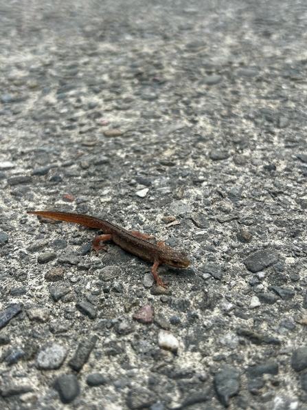 Smooth newt at Brockholes. Credit Kathie Wilson