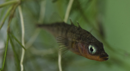 A three-spined stickleback swimming in front of pondweed