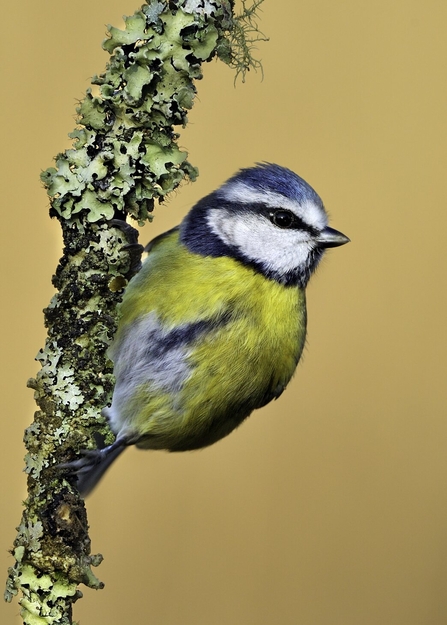 A blue tit clinging to a twig covered in lichen
