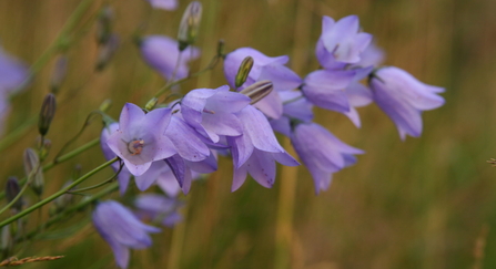 Close-up of harebell plants growing in grassland. They are pale blue and bell-shaped