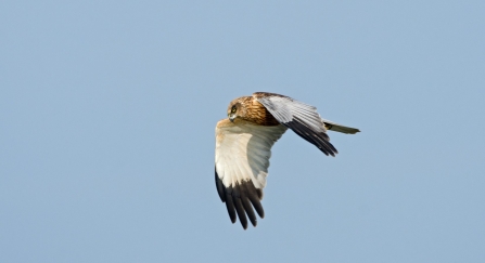Hen Harrier  British Bird Of Prey Centre Wales
