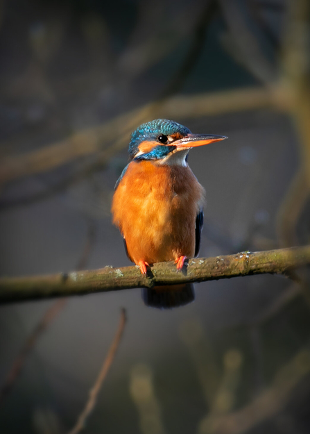 A kingfisher perched on a tree branch