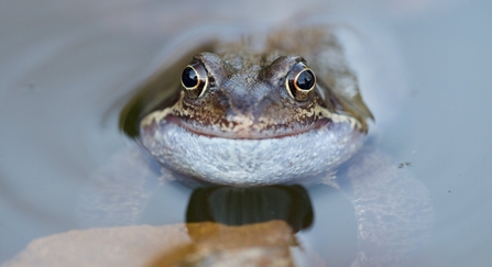 A common frog that looks like it's smiling, resting in a pond