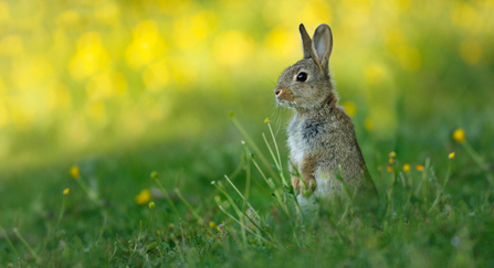 A young rabbit standing to attention in a spring field