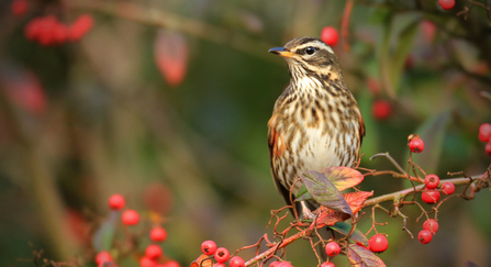 A redwing sitting on the branch of a tree covered in red berries