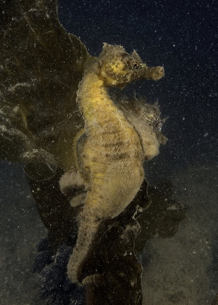 A pair of short-snouted seahorses swimming in front of seaweed