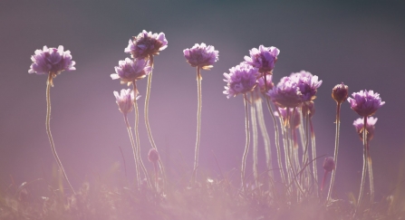 Thrift growing in pink clusters on the coast