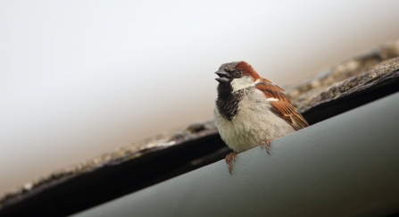 A male house sparrow singing from guttering in an urban garden