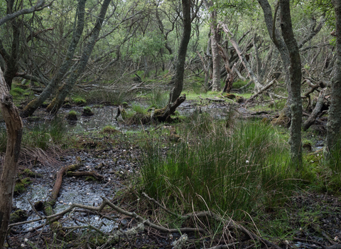 Wet woodland