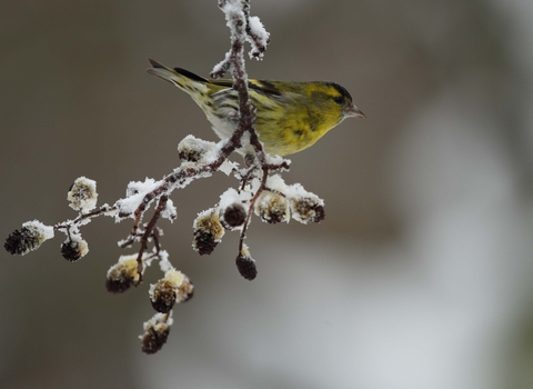 Male Siskin on Alder