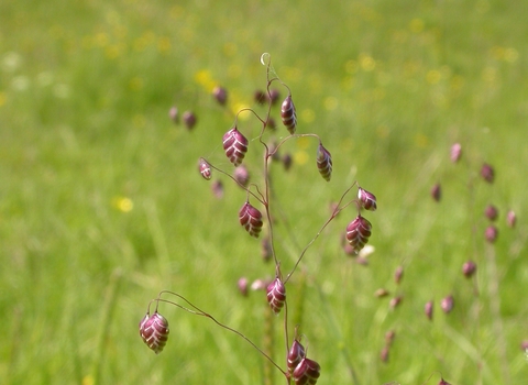 Quaking-grass