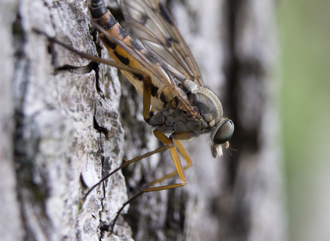 Downlooker Snipefly