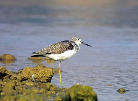 Greenshank