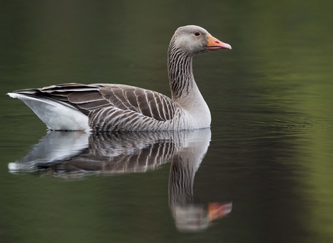 A greylag goose swimming, reflected in the water